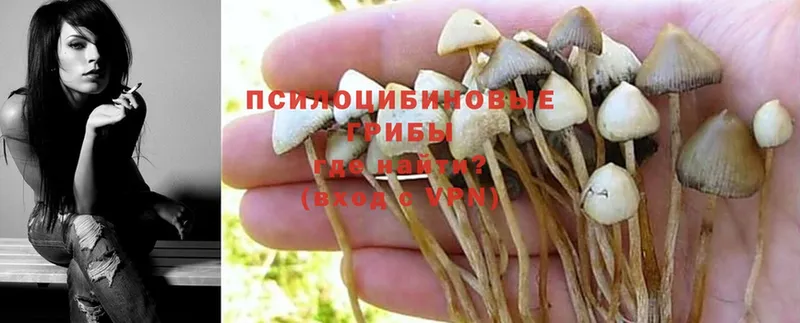 blacksprut как зайти  Абинск  Галлюциногенные грибы Magic Shrooms 